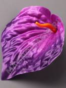 Калла атлас рифленая 12*13см(бел крас син борд фио) пестик см 2283 2270 2212 2202.