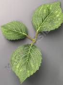 ***Лист хризантемы с прожилками тройной 20см