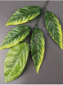 Москва Ветка манго 5 лист. молодая зелень 58см (листик 16-19см)