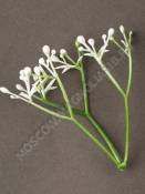 Добавка для композиций веточка с мелкими бутончиками 8 см