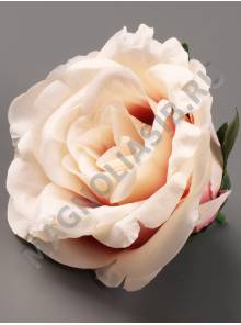 Роза с пеной Чайная хлопок 9см (бел борд крас пудр мол-роз)