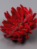 Хризантема Паук неткан. 9сл 20см (крас роз сир борд персик)