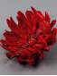 Хризантема Паук неткан. 9сл 20см (крас роз сир борд персик)