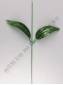 Стебель с листом лилии 36см
